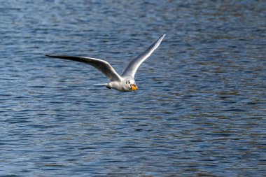 Larus Argentatus, Avrupa 'nın batısındaki tüm martılar arasında en çok bilinen martılardan biri olan büyük bir martıdır. Burada havada uçuyor..