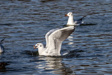 Avrupa ringa martı, Larus argentatus büyük bir martıdır, Batı Avrupa kıyıları boyunca en çok bilinen martılardan biridir.