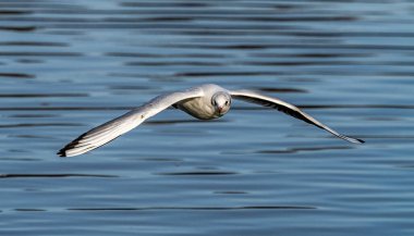 Larus Argentatus, Avrupa 'nın batısındaki tüm martılar arasında en çok bilinen martılardan biri olan büyük bir martıdır. Burada havada uçuyor..