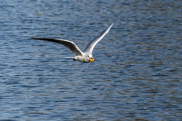 Larus Argentatus, Avrupa 'nın batısındaki tüm martılar arasında en çok bilinen martılardan biri olan büyük bir martıdır. Burada havada uçuyor..