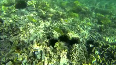 Sainte Anne, Seyşeller 'de güzel renkli mercan resifleri ve tropikal balıklar.