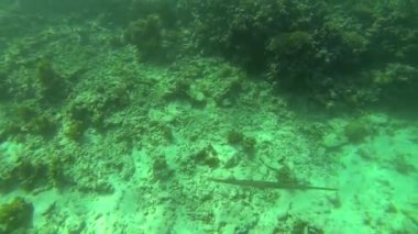 Sainte Anne, Seyşeller 'de güzel renkli mercan resifleri ve tropikal balıklar.