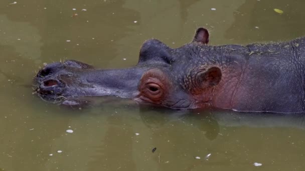 Hipopótamo Hipopótamo Anfibio Acostado Estanque Agua Parque Con Cabeza Sobre — Vídeos de Stock