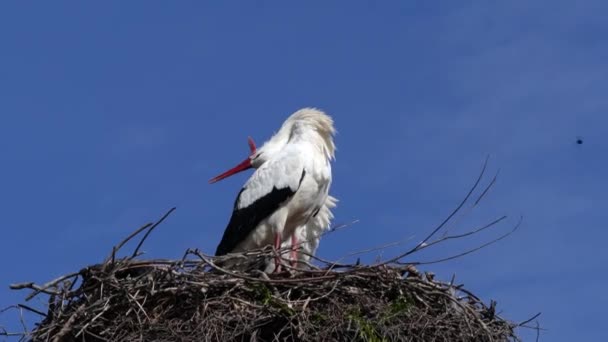 Ευρωπαίος Λευκός Πελαργός Ciconia Ciconia Είναι Ένα Μεγάλο Πουλί Της — Αρχείο Βίντεο