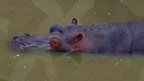 Hippopotamus Hippopotamus Amphibious Lying Water Pond Park Its Head Water — Stock Video