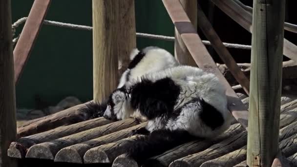 Lemure Arruffato Bianco Nero Varecia Variegata Più Minacciata Delle Due — Video Stock