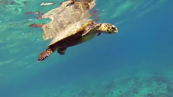 Close Hawksbill Sea Turtle Swimming Indian Ocean Coco Islands Seychelles — Stock Video