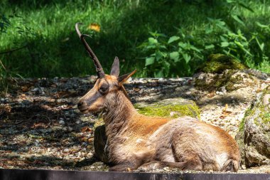 Apennine Chamois, Rupicapra pyrenaica ornata, İtalya 'daki Abruzzo-Lazio-Molise Ulusal Parkı ve İspanya' daki Pireneler 'de yaşamaktadır.