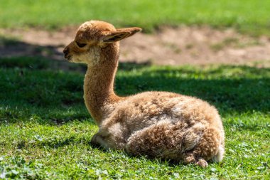 Vicunas, Vicugna Vicugna, And Dağları 'nın yüksek dağlık bölgelerinde yaşayan lama' nın akrabaları.