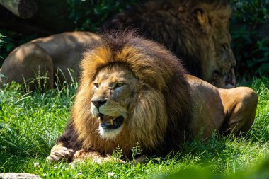 Aslan, Panthera leo, Panthera cinsindeki dört büyük kediden biridir ve Felidae familyasının bir üyesidir..
