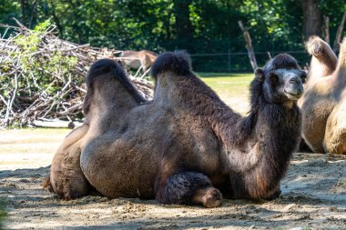 Bactrian develeri (Camelus bactrianus), Orta Asya 'nın bozkırlarına özgü büyük, tek ayak parmaklı bir bakteridir. Bactrian devesinin sırtında iki hörgücü vardır.