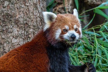 Kırmızı panda, Ailurus fulgens, daha küçük panda ve kırmızı kedi ayı olarak da bilinir..