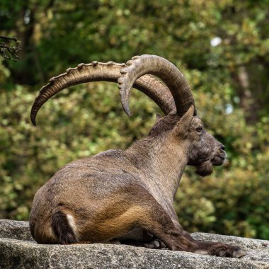 Erkek dağ keçisi - Capra dağ keçisi hayvanat bahçesinde
