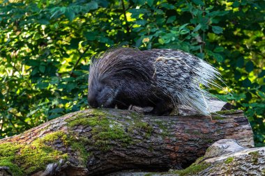 The Indian crested Porcupine, Hystrix indica or Indian porcupine, is a large species of hystricomorph rodent belonging to the Old World porcupine family, Hystricidae clipart