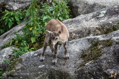 Yavru dağ keçisi - Capra dağ keçisi hayvanat bahçesinde