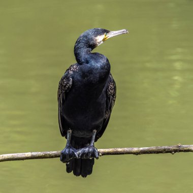 Kuzey yarımküre boyunca büyük siyah karabatak olarak bilinen büyük karabatak, Avustralya 'daki siyah karabatak ve Yeni Zelanda' nın daha güneyindeki siyah karabatak