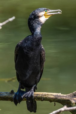 Kuzey yarımküre boyunca büyük siyah karabatak olarak bilinen büyük karabatak, Avustralya 'daki siyah karabatak ve Yeni Zelanda' nın daha güneyindeki siyah karabatak