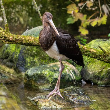 Kara leylek, Ciconia nigra leylek familyasından büyük bir kuş türü..