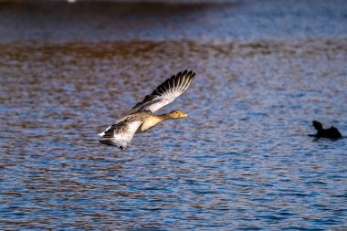 Anser anser, Anatidae familyasından Anatidae familyasından bir kaz türü. Burada havada uçuyor..