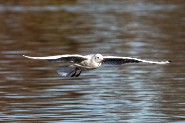 Larus Argentatus, Avrupa 'nın batısındaki tüm martılar arasında en çok bilinen martılardan biri olan büyük bir martıdır. Burada havada uçuyor..