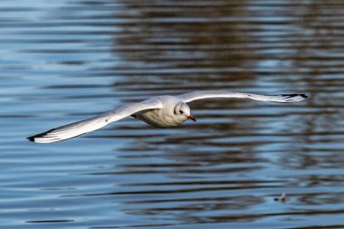 Larus Argentatus, Avrupa 'nın batısındaki tüm martılar arasında en çok bilinen martılardan biri olan büyük bir martıdır. Burada havada uçuyor..