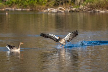 Anser anser, Anatidae familyasından Anatidae familyasından bir kaz türü. Burada havada uçuyor..