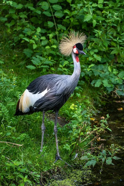 The Black Crowned Crane, Balearica pavonina is a bird in the crane family Gruidae.