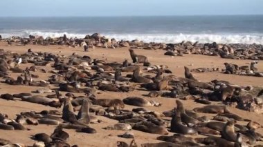 Cape Cross, Namibya, Afrika 'daki devasa kahverengi kürk fok kolonisi (Arctocephalus pusillus)