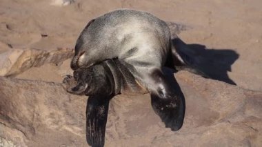 Cape Cross, Namibya, Afrika 'daki devasa kahverengi kürk fok kolonisi (Arctocephalus pusillus)