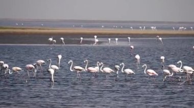 Walvis Körfezi bölgesinde Rosy Flamingo (Phoenicopterus ruber), Namibya, Afrika, Safari yaban hayatı