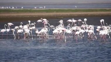 Walvis Körfezi bölgesinde Rosy Flamingo (Phoenicopterus ruber), Namibya, Afrika, Safari yaban hayatı