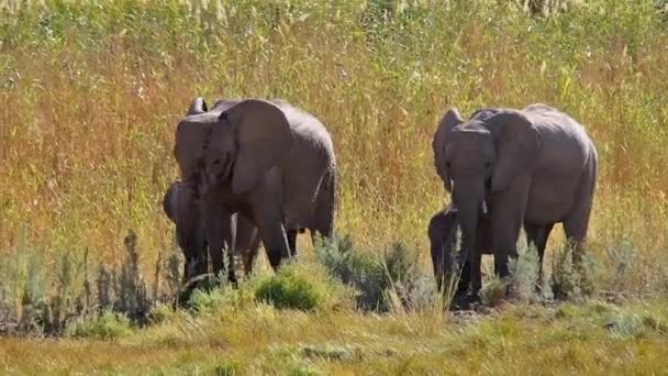 Elefante Africano Loxodonta Africana Wadi Huanib Namibia África — Vídeo de stock