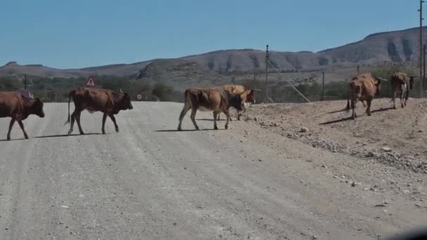 Kühe Auf Der Schotterstraße Zwischen Opuwo Und Sesfontein Joubert Pass — Stockvideo