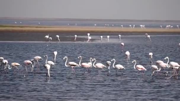 Rosy Flamingo Phoenicopterus Ruber Nella Riserva Walvis Bay Namibia Africa — Video Stock