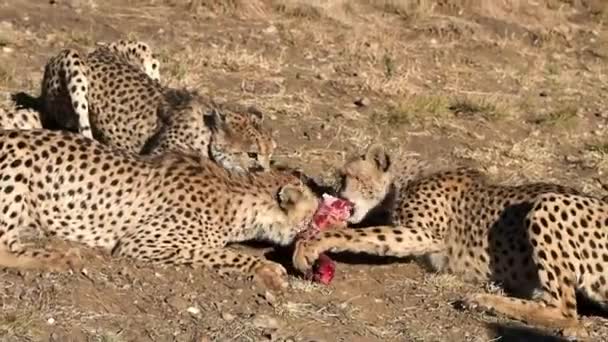 Cheetah Acinonyx Jubatus Namibia Africa — Video Stock