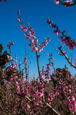 Cieza 'da şeftali çiçeği, Mirador El Horno. Murcia bölgesindeki Cieza 'da çiçek açan şeftali ağaçlarının fotoğrafları. Şeftali, erik ve nektarin ağaçları. İspanya