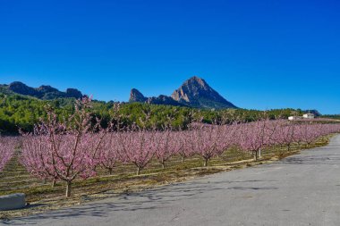 Cieza La Torre 'da şeftali çiçeği. Murcia bölgesindeki Cieza 'da çiçek açan şeftali ağaçlarının fotoğrafları. Şeftali, erik ve nektarin ağaçları. İspanya