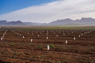 Cieza yakınlarındaki Jumilla 'da çok genç şeftali ağaçları. Murcia bölgesindeki Jumilla 'daki şeftali ağaçlarının fotoğrafları. Şeftali, erik ve nektarin ağaçları. İspanya