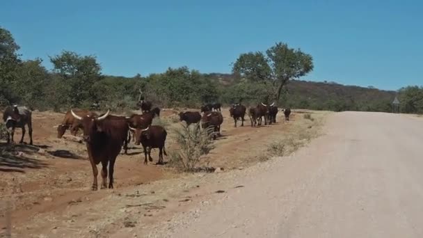 アフリカ ナミビアのジュベール峠のオプフとセソンフォンテインの間の砂利道の牛 — ストック動画