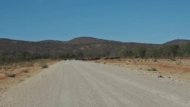 Kühe Auf Der Schotterstraße Zwischen Opuwo Und Sesfontein Joubert Pass — Stockvideo