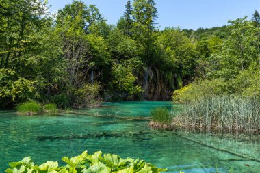 Hırvatistan 'daki Plitvice Gölleri Ulusal Parkı' nın güzel manzarası. Hırvatistan 'ın en eski ve en büyük ulusal parklarından biri. 1979 yılında UNESCO Dünya Mirası 'na eklendi.