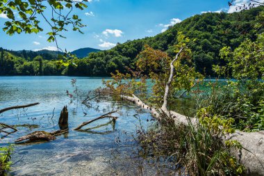 Hırvatistan 'daki Plitvice Gölleri Ulusal Parkı' nın güzel manzarası. Hırvatistan 'ın en eski ve en büyük ulusal parklarından biri. 1979 yılında UNESCO Dünya Mirası 'na eklendi.