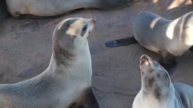 Cape Cross, Namibya, Afrika 'daki devasa kahverengi kürk fok kolonisi (Arctocephalus pusillus)