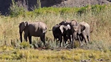 Afrika fili (Loxodonta africana) Wadi Huanib Namibya, Afrika