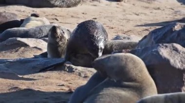 Cape Cross, Namibya, Afrika 'daki devasa kahverengi kürk fok kolonisi (Arctocephalus pusillus)
