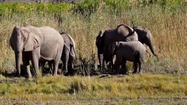 Afrikai Elefánt Loxodonta Africana Wadi Huanib Namíbiában Afrikában — Stock videók