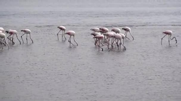 Rosy Flamingo Phoenicopterus Ruber Nella Riserva Walvis Bay Namibia Africa — Video Stock
