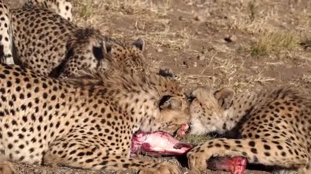 Gepard Acinonyx Jubatus Namibii Afryka — Wideo stockowe