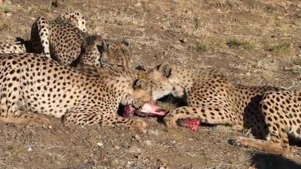 Cheetah Acinonyx Jubatus Namibia Africa — 图库视频影像