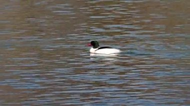 Münih 'teki İngiliz Bahçesi' nde Kleinhesseloher Gölü 'nde yüzen Merganser, Goosander ve Mergus merganser.